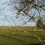 Eerste dag van de winter 1 Winterlandschap in de Ooijpolder tussen Leuth en Erlecom met laag zonlicht