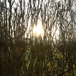 Eerste dag van de winter 19 Polderzicht bij Erlecom op de eerste dag van de winter