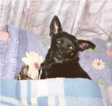 Maxie †2011 2 f430942440