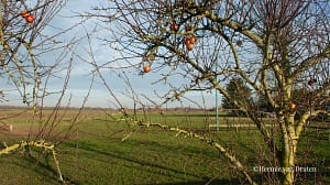 Welkom op mijn fotopagina 2 Winterlandschap in de Ooijpolder tussen Leuth en Erlecom met laag zonlicht