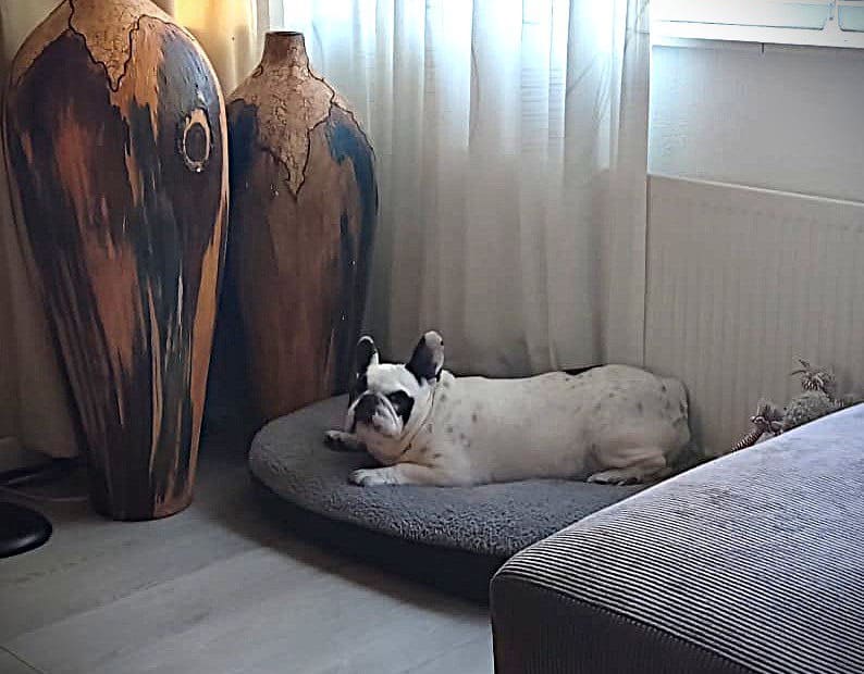 Shelly het begin 51 Franse bulldog Shelly