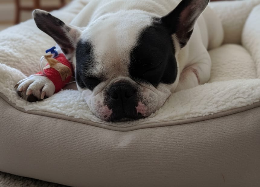 Shelly †2025 58 Firefly Gemini Flash Create a peaceful memorial photo. Replace the blue medical stretcher and towel with a