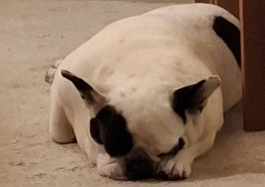 Shelly met longontsteking 1 franse bulldog beetje ziek