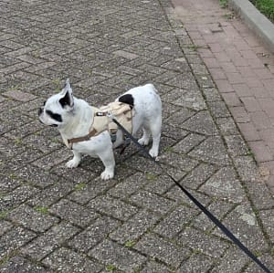 Shelly onze Franse Bulldog